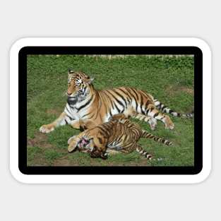Tigers Sticker